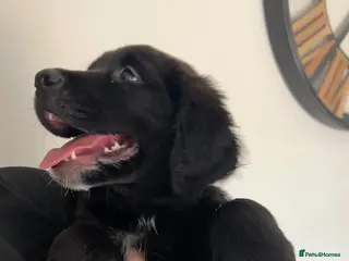 Mixed Breed dogs 4 pups left 🐾 READY NOW - Advert 4