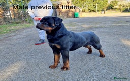 Rottweiler dogs for sale: 🏆Repeat breeding by No.1 Stud in the UK METAL!!🏆 - Image 13