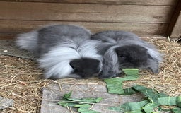 Mini Lion Lop rabbits for sale: 2 Mini Lion Lop Babies - Image 7