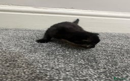 Mixed Breed cats for sale: Gorgeous kittens for sale - Image 6