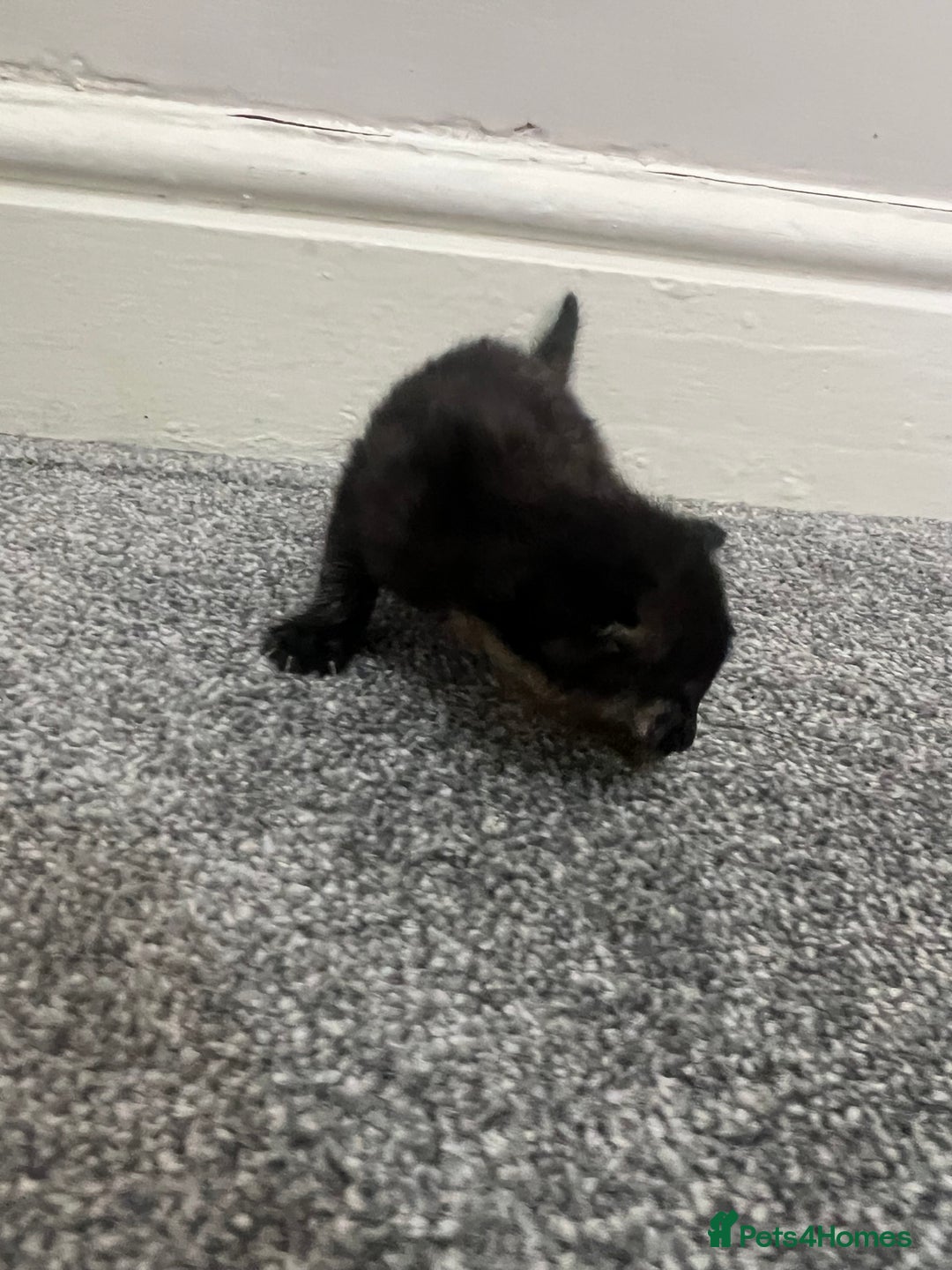 Mixed Breed cats for sale: Gorgeous kittens for sale - Image 6
