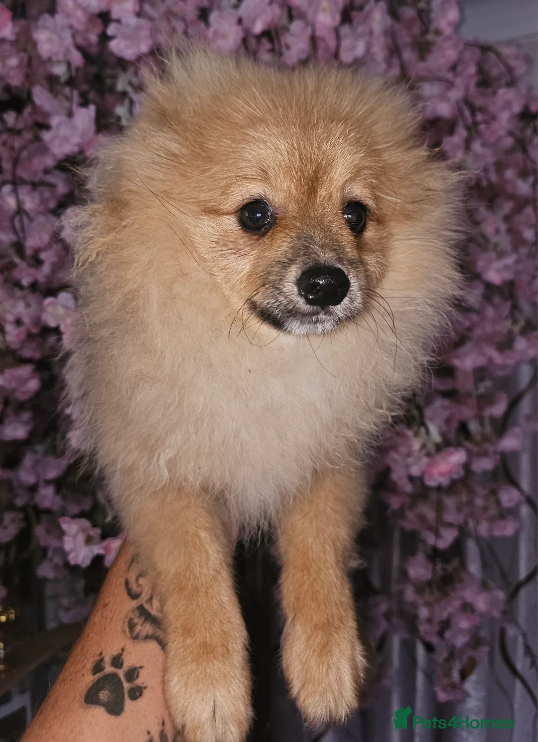 Pomeranian dogs for sale: 1 Pomeranian Puppy  - Advert 5