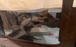 Mixed Breed cats for sale: Mixed Breed Kittens 🐈‍⬛ 🐾  - Image 4