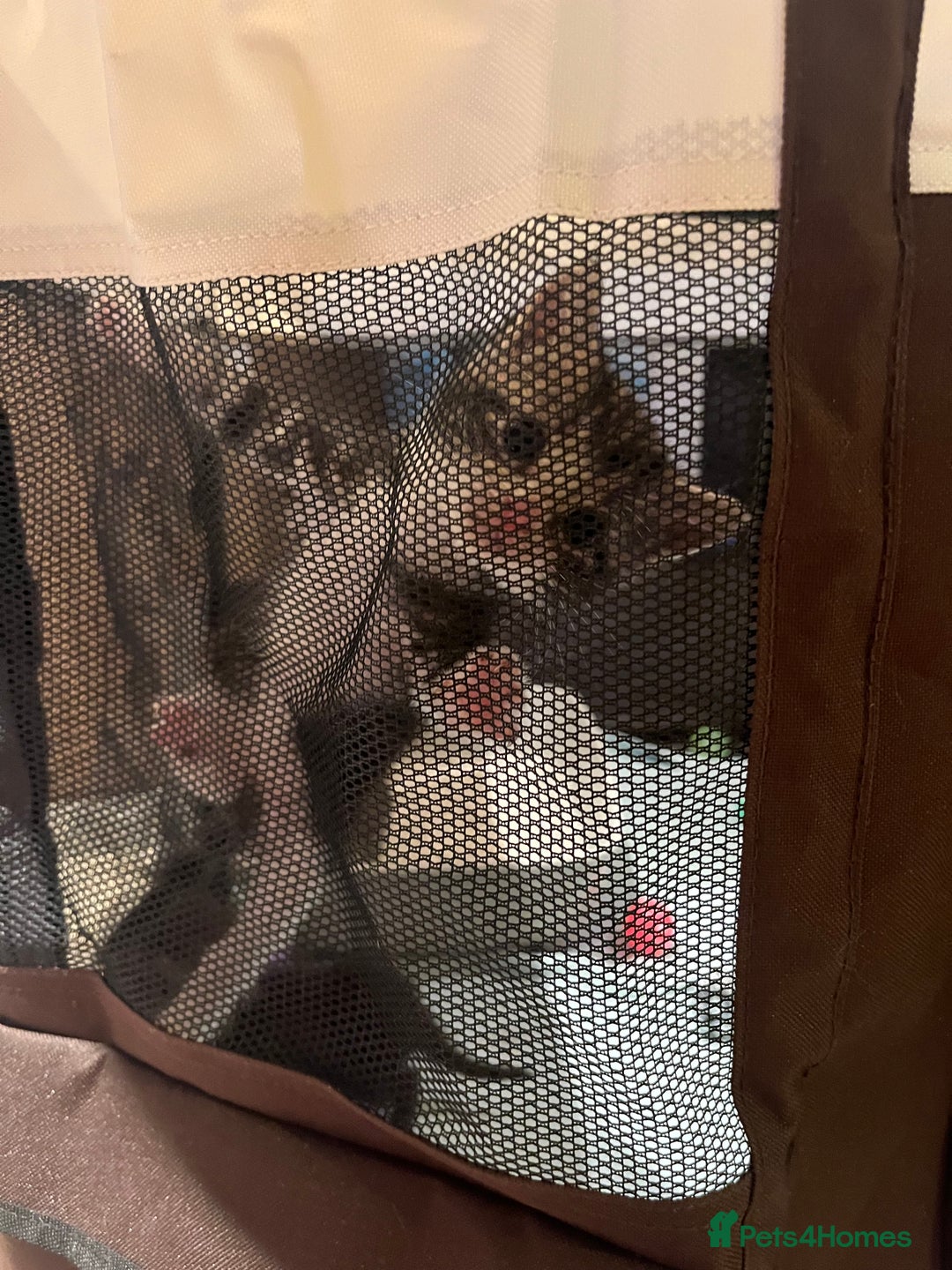 Mixed Breed cats for sale: Mixed Breed Kittens 🐈‍⬛ 🐾  - Image 4
