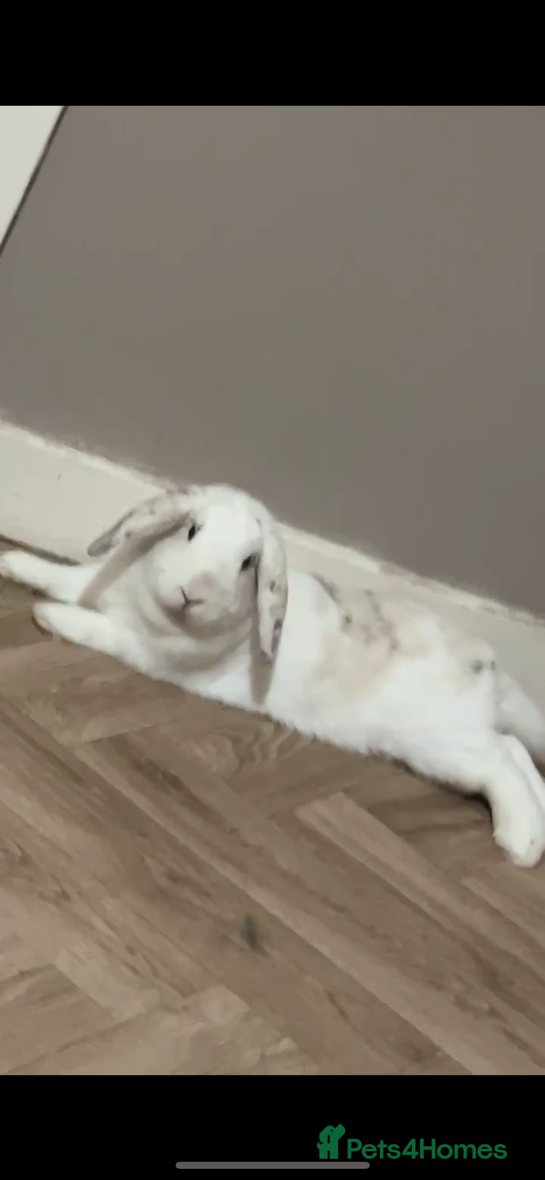 English Lop rabbits for sale: Rabbit For Sale  - Advert 2