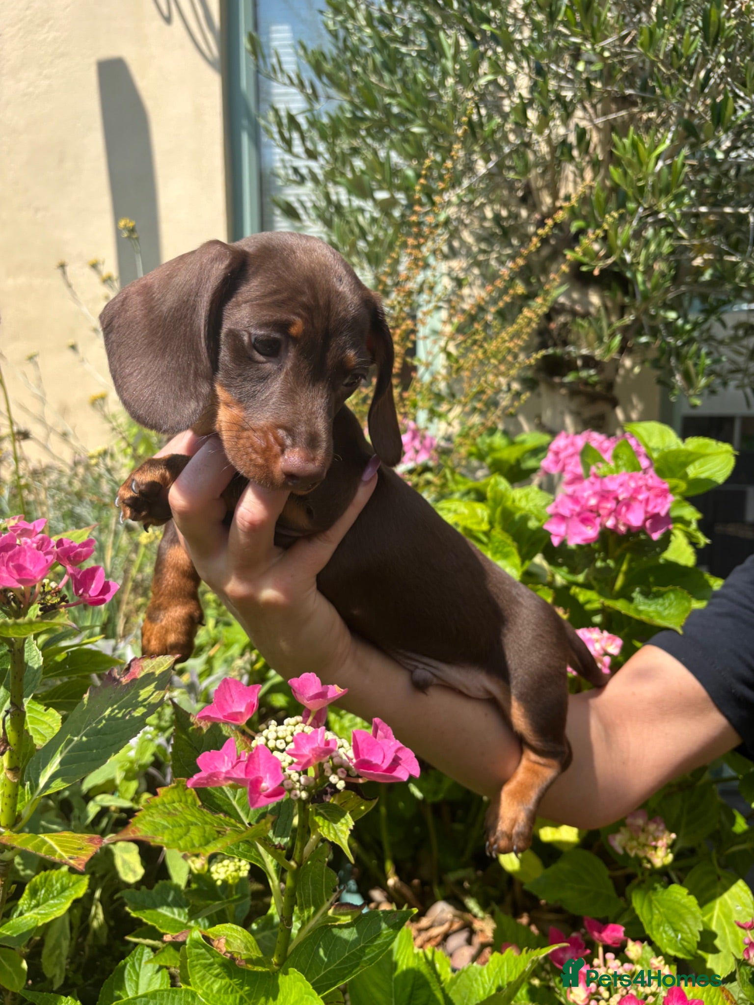 Miniature Dachshund dogs Gorgeous KC Miniature Dachshund Puppies last 2 - Advert 1