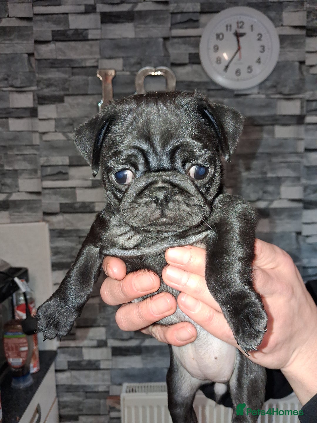 Pug dogs for sale: 5 adorable pug puppies for sale  - Advert 36
