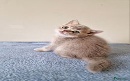 British Shorthair cats for sale: 3 beautiful british shorthair kittens 🥰 - Image 10
