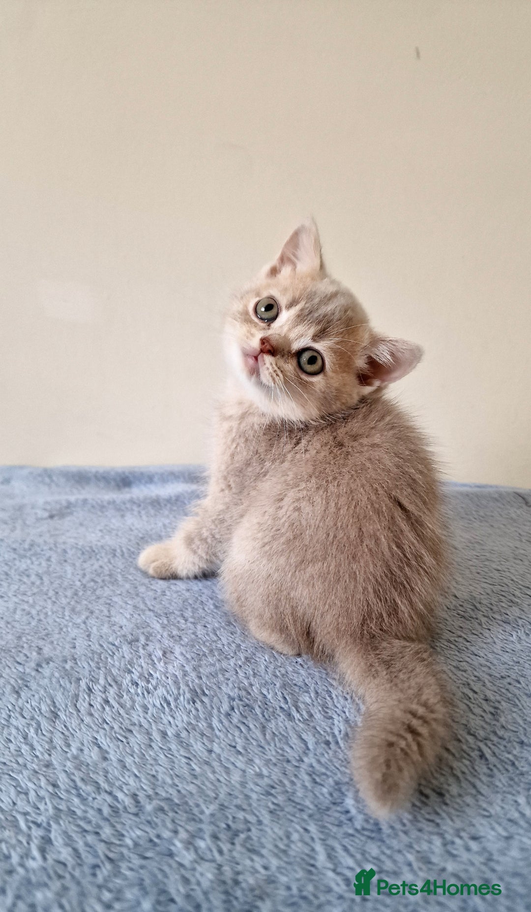 British Shorthair cats for sale: 3 beautiful british shorthair kittens 🥰 - Image 10