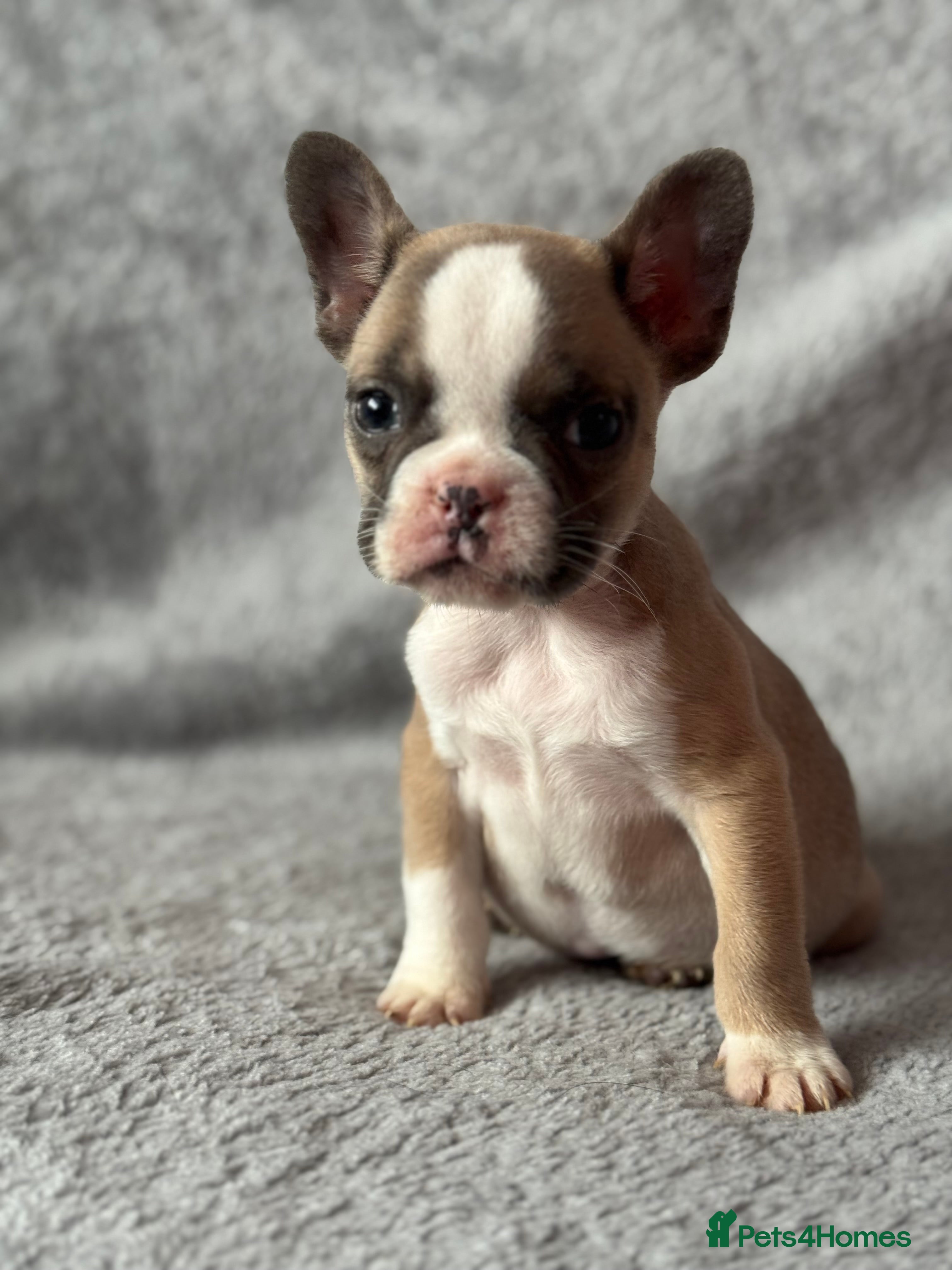 French Bulldog dogs 🐶 Beautiful Litter Of French Bulldogs 🐶 - Advert 18