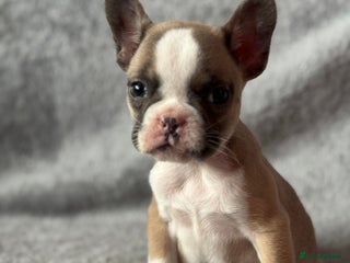 French Bulldog dogs 🐶 Beautiful Litter Of French Bulldogs 🐶 - Advert 18