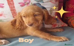 Cocker Spaniel dogs for sale: 🐶PRA FA HEALTH TESTED Show Cocker Spaniels Ready - Image 9