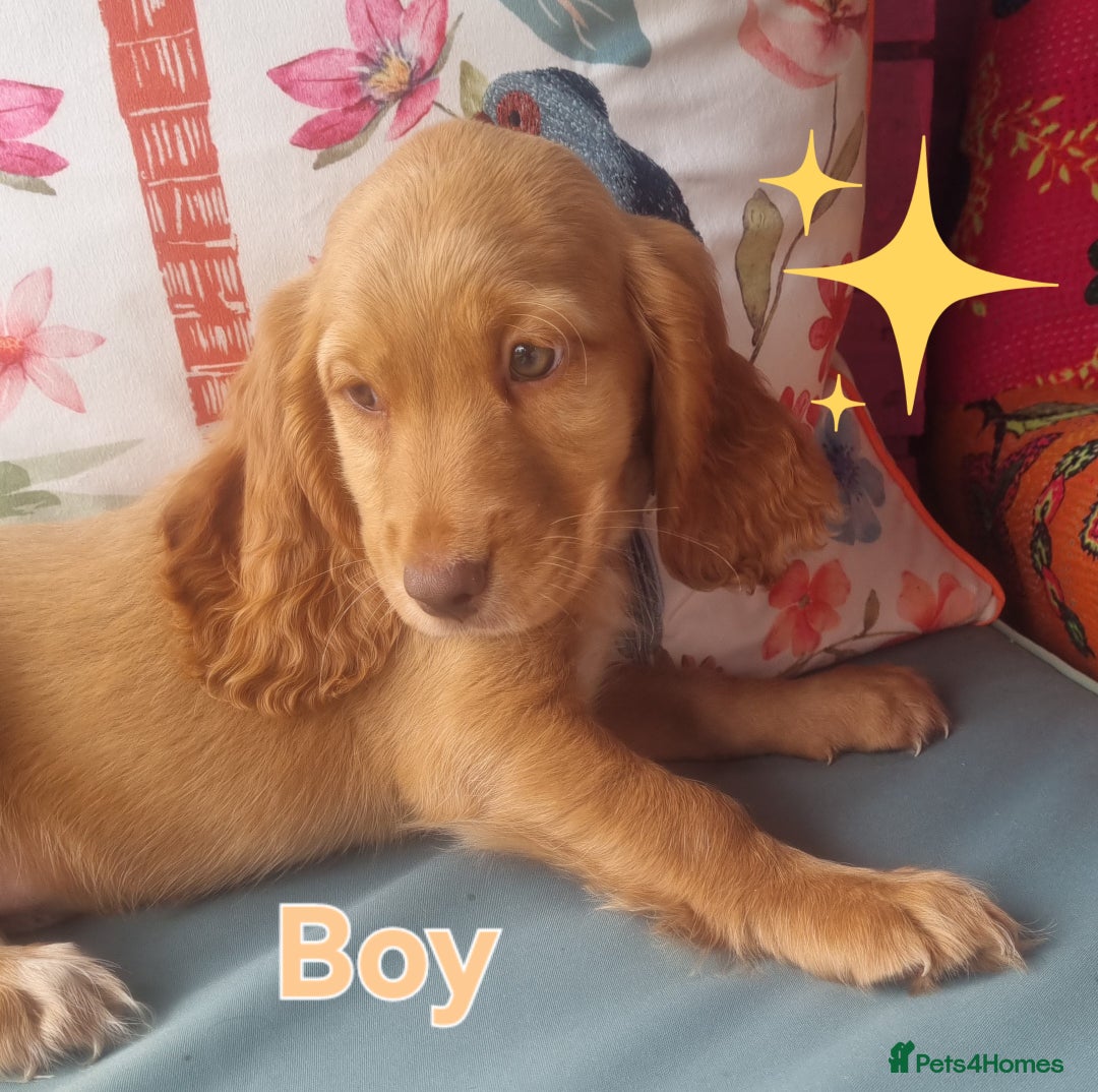 Cocker Spaniel dogs for sale: 🐶PRA FA HEALTH TESTED Show Cocker Spaniels Ready - Image 9
