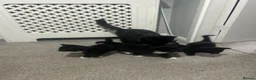 Mixed Breed cats for sale: Kittens  - Advert 8