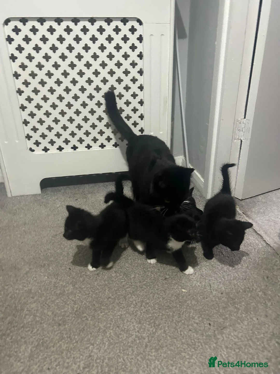 Mixed Breed cats for sale: Kittens  - Advert 8