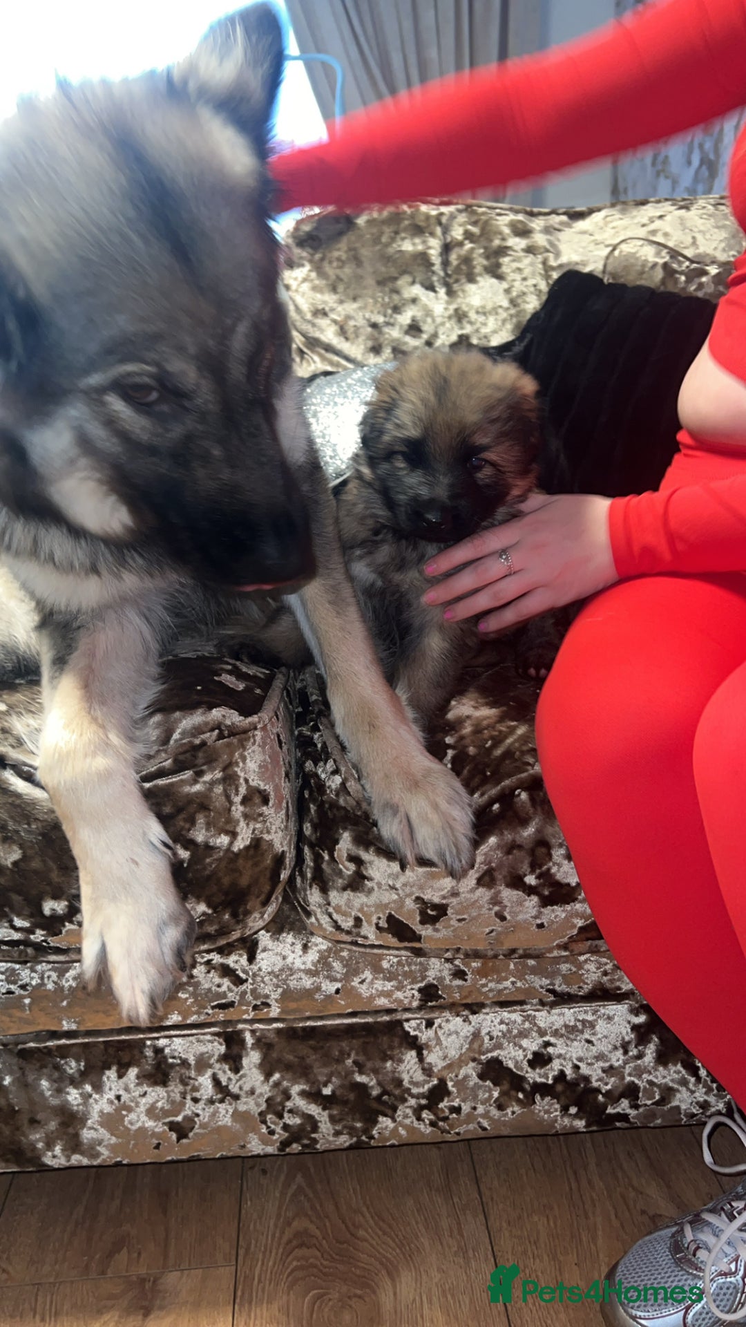 German Shepherd dogs for sale: MALE GERMAN SHEPARD LONG HAIRED  - Advert 7