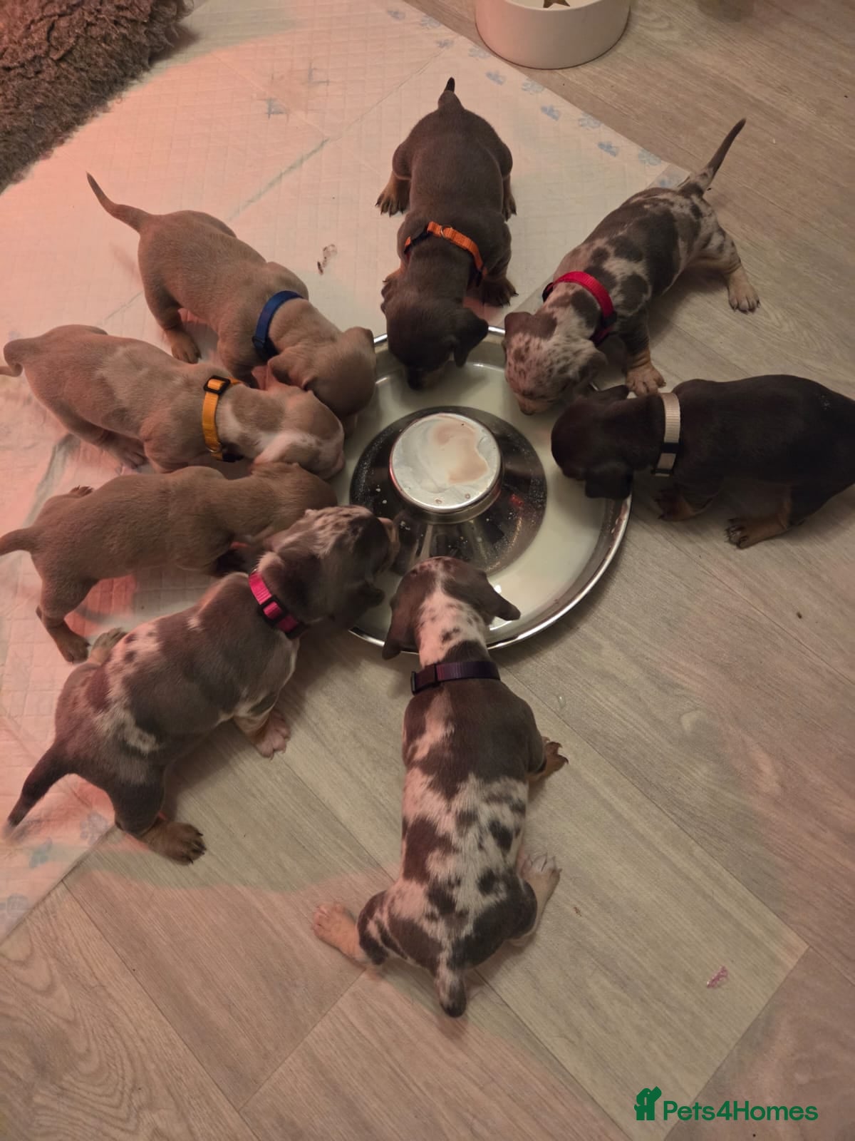 Dachshund dogs 8 Smooth Haired miniature dachshund pups  - Advert 1