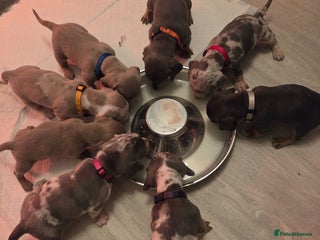 Dachshund dogs 8 Smooth Haired miniature dachshund pups - Advert 16