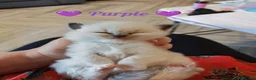 Ragdoll cats for sale: 6 beautiful pure ragdoll kittens in Bishop's Stortford - Advert 9