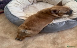 French Bulldog dogs for sale: French bulldog girl - Advert 4