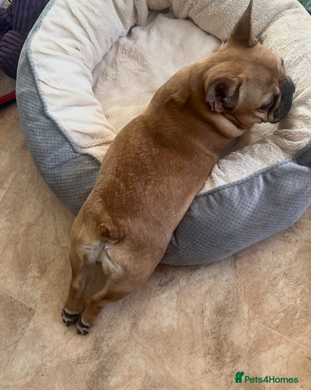 French Bulldog dogs for sale: French bulldog girl - Advert 4