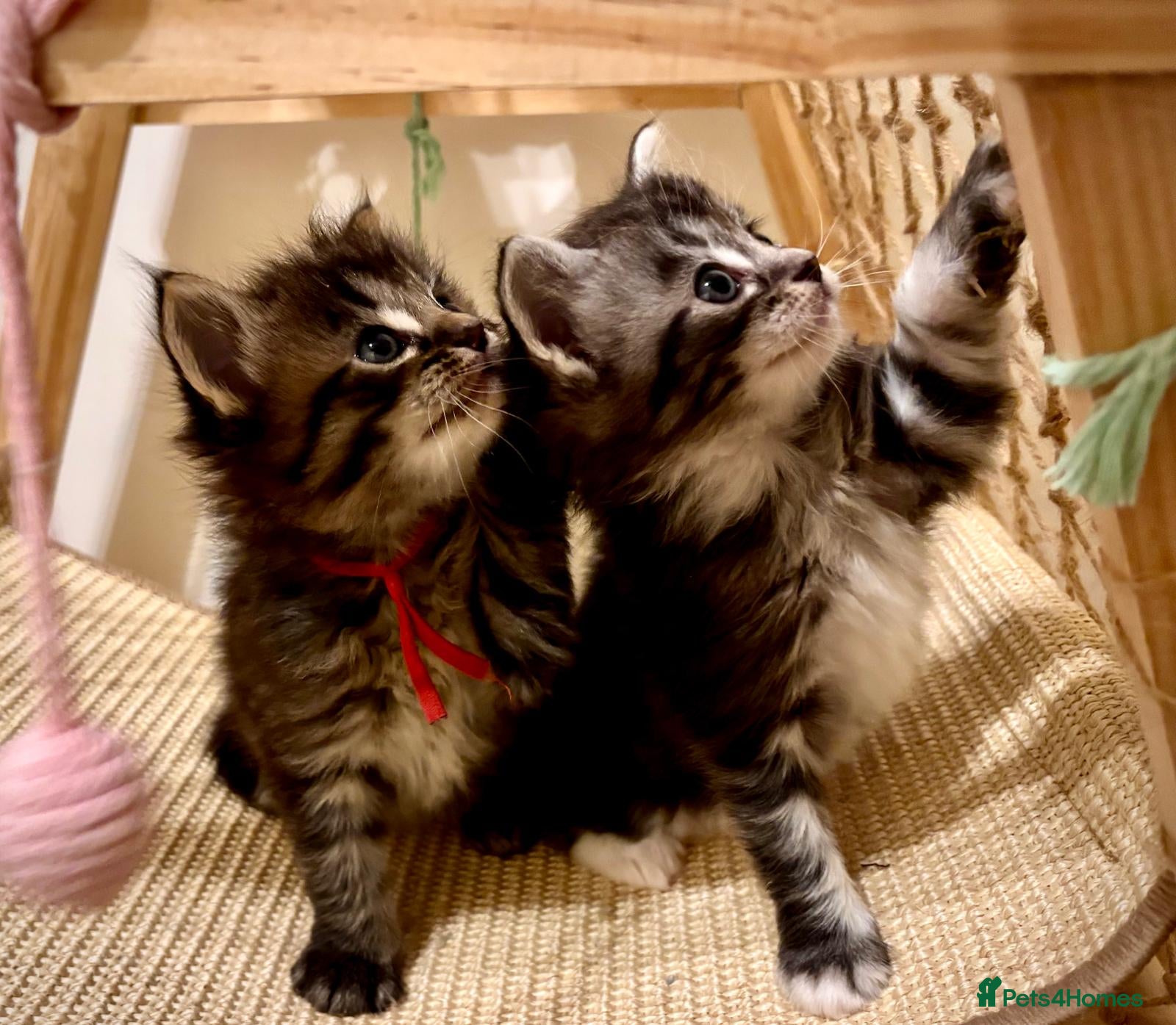 Ragcoon cats Mainecoon x Ragdoll kittens  - Advert 1