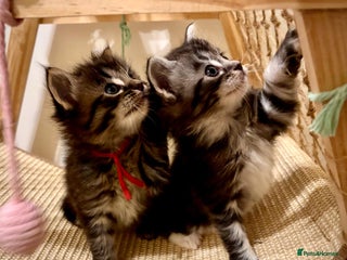 Ragcoon cats Mainecoon x Ragdoll kittens - Advert 1