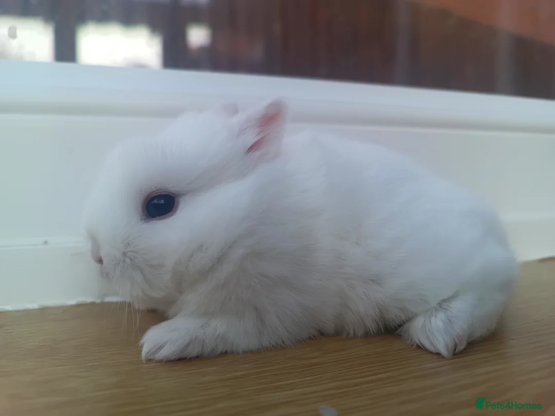 Netherland Dwarf rabbits for sale: Netherland Dwarf BEW Rabbit - Advert 1