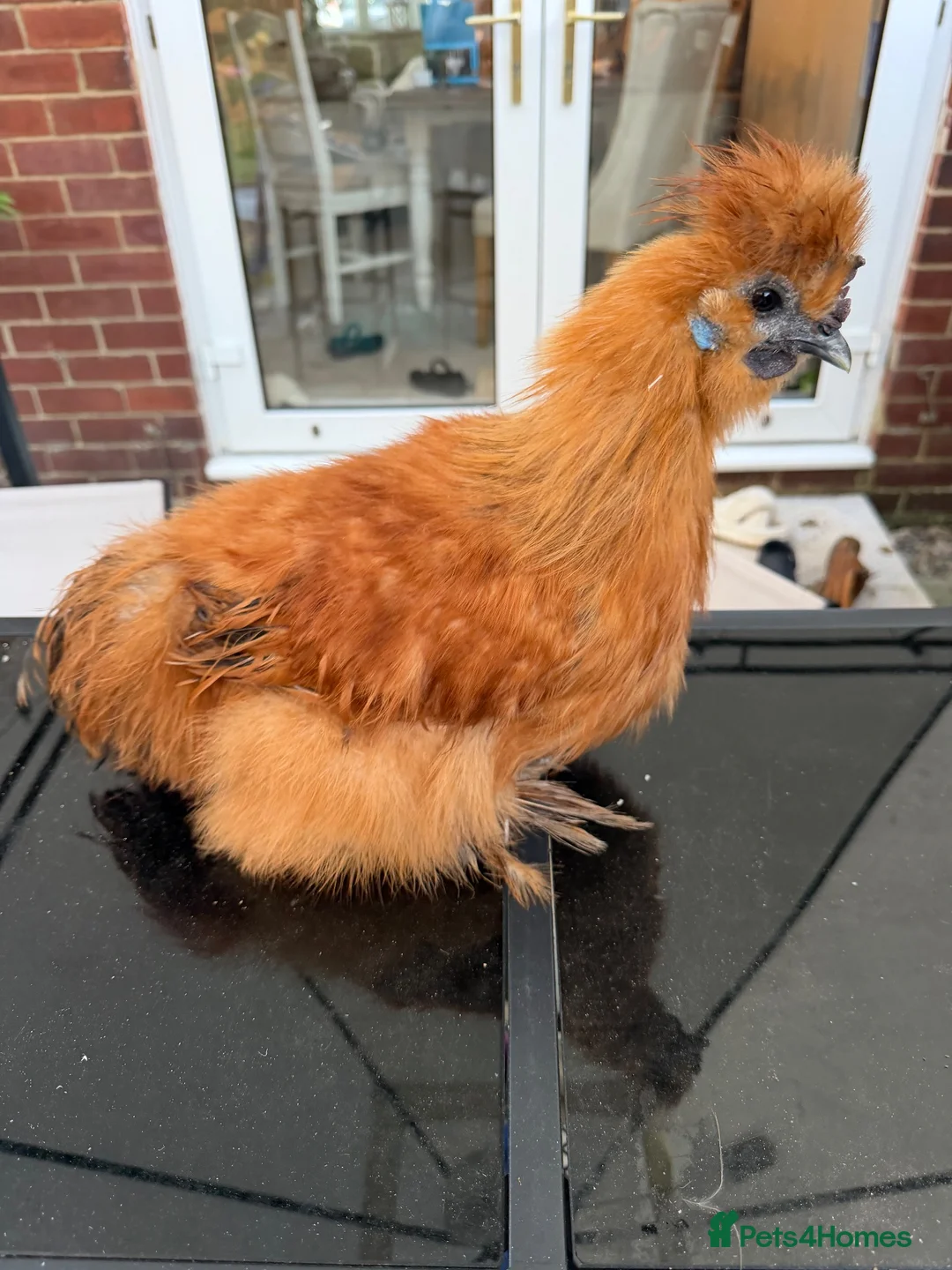 Chickens poultry for sale: Pair of Silkies - Advert 2