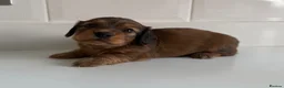 Miniature Dachshund dogs for sale: Beautiful Miniature dachshunds  - Advert 11
