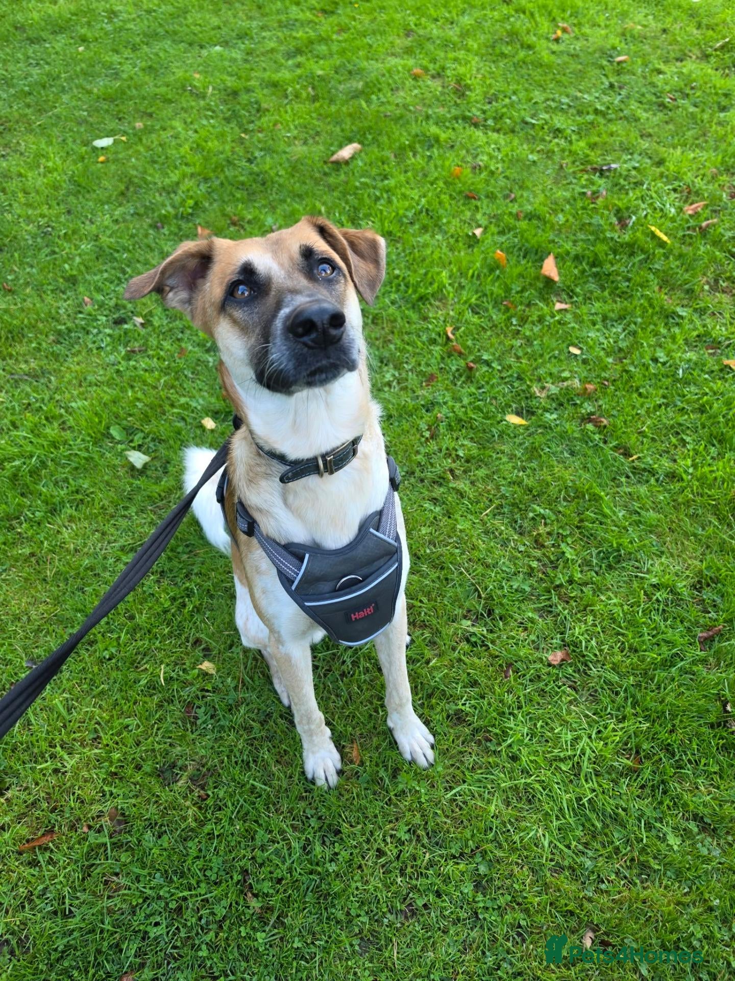 Mixed Breed dogs Atlas is a gorgeous 1 Year old boy - Advert 1