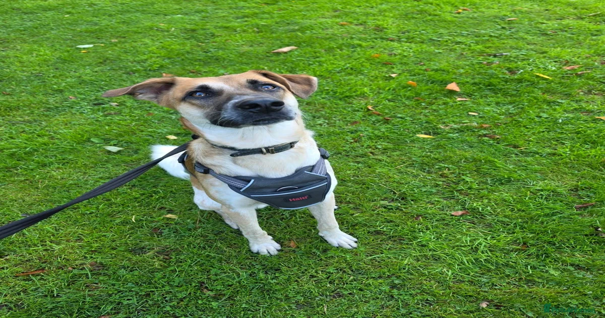 Adopt Dogs for adoption | Pets4Homes