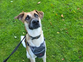 Mixed Breed dogs Atlas is a gorgeous 1 Year old boy - Advert 1