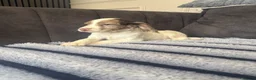 Cocker Spaniel dogs for sale: Beauitful puppies for sale  - Advert 21