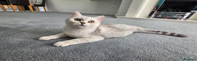British Shorthair Kitten 4