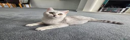 British Shorthair cats for sale: British shorthair AY12 and NS12 - Advert 6