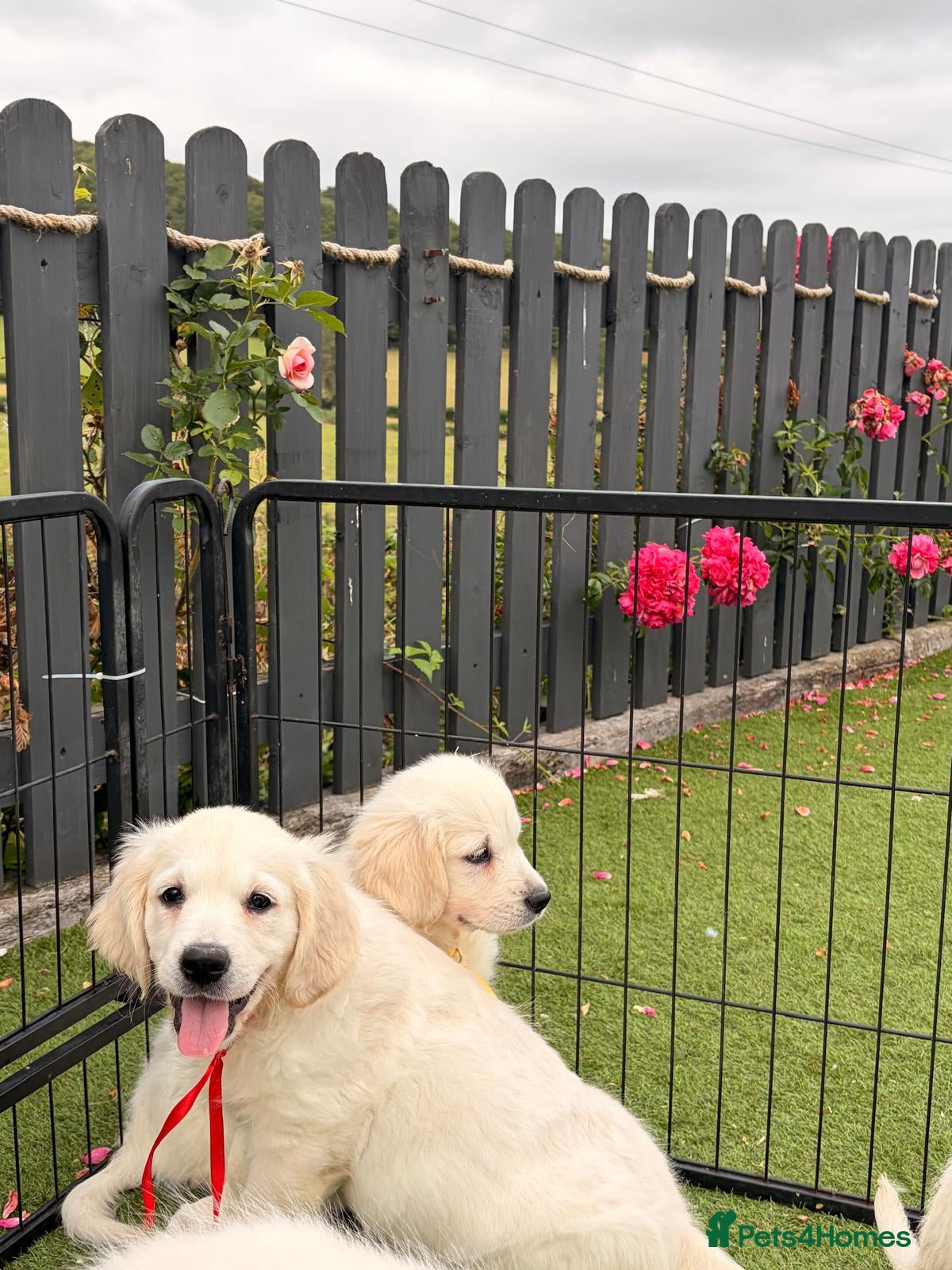 Golden Retriever dogs Kc registered health tested parents  - Advert 2