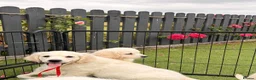 Golden Retriever dogs for sale: Kc registered health tested parents  - Advert 31
