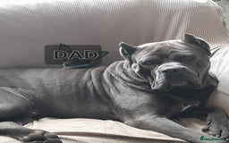 Cane Corso dogs for sale: Male cane corso - Image 7