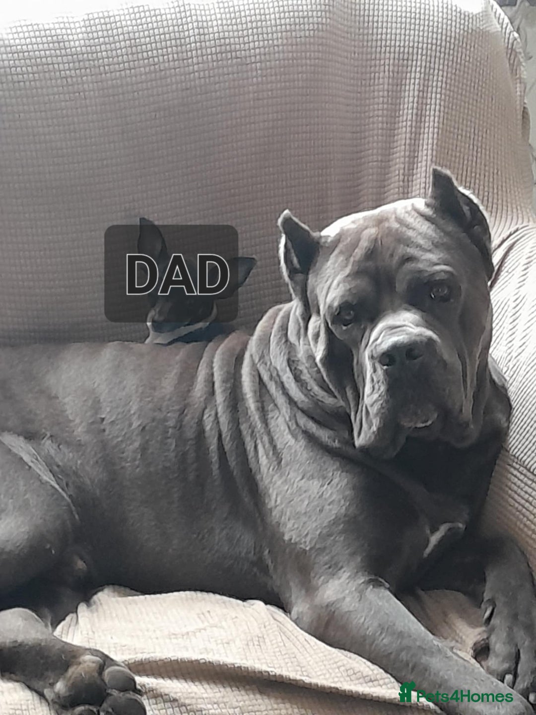 Cane Corso dogs for sale: Male cane corso - Image 7