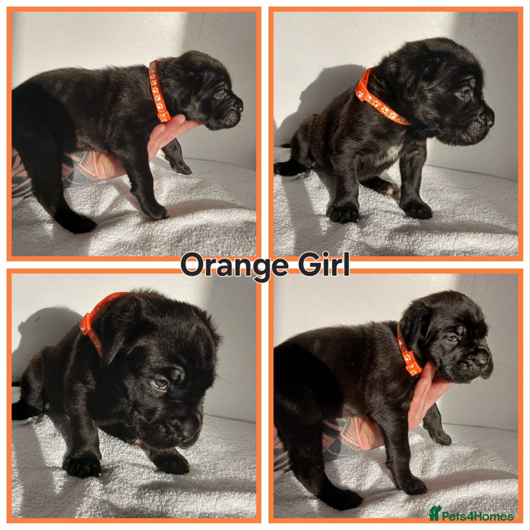 Cane Corso dogs for sale: Cane corso puppes - Advert 6