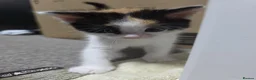 British Shorthair cats for sale: 🩷 Super cute kittens 🩷 - Advert 4