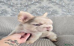 French Bulldog dogs for sale: luxury frenchies - Image 1