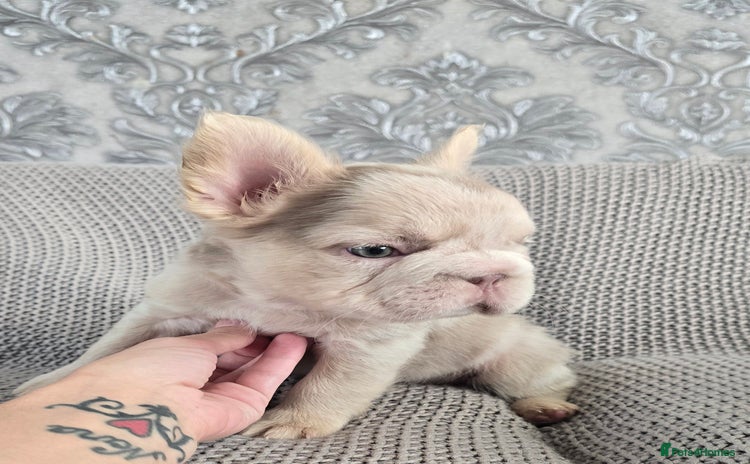 French Bulldog dogs - Advert 1
