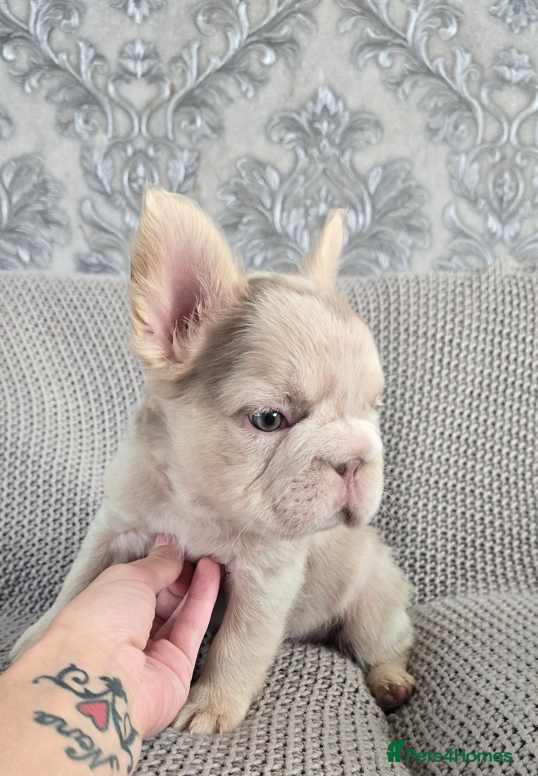 French Bulldog dogs for sale: luxury frenchies - Image 1