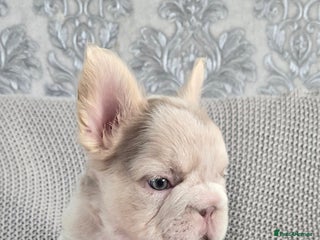 French Bulldog dogs - Advert 6