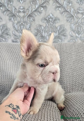 French Bulldog dogs - Advert 4