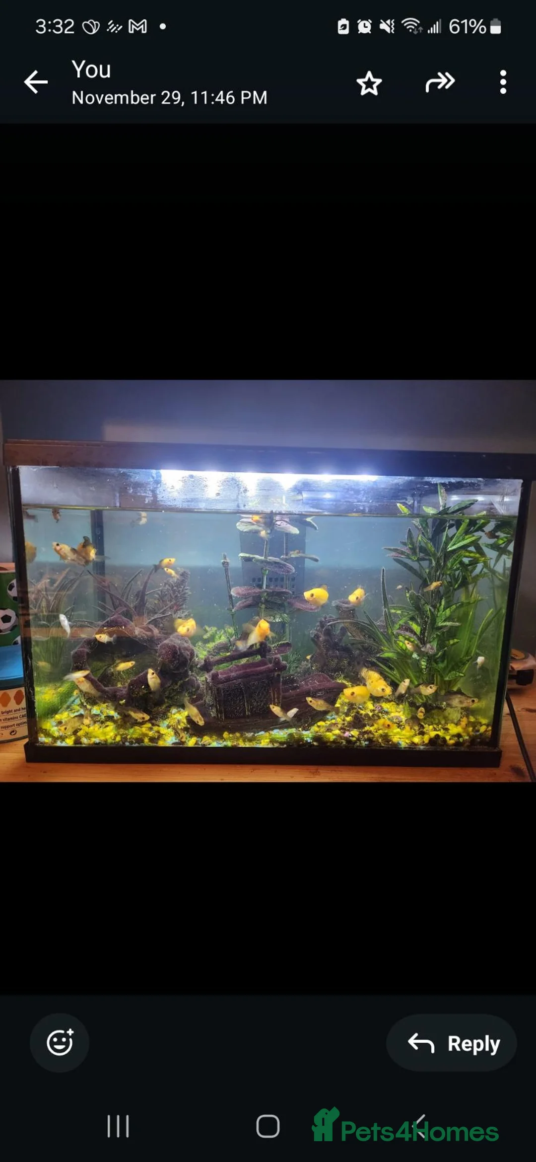 Mollies fish for sale: 10 assorted mollies  in London - Advert 2