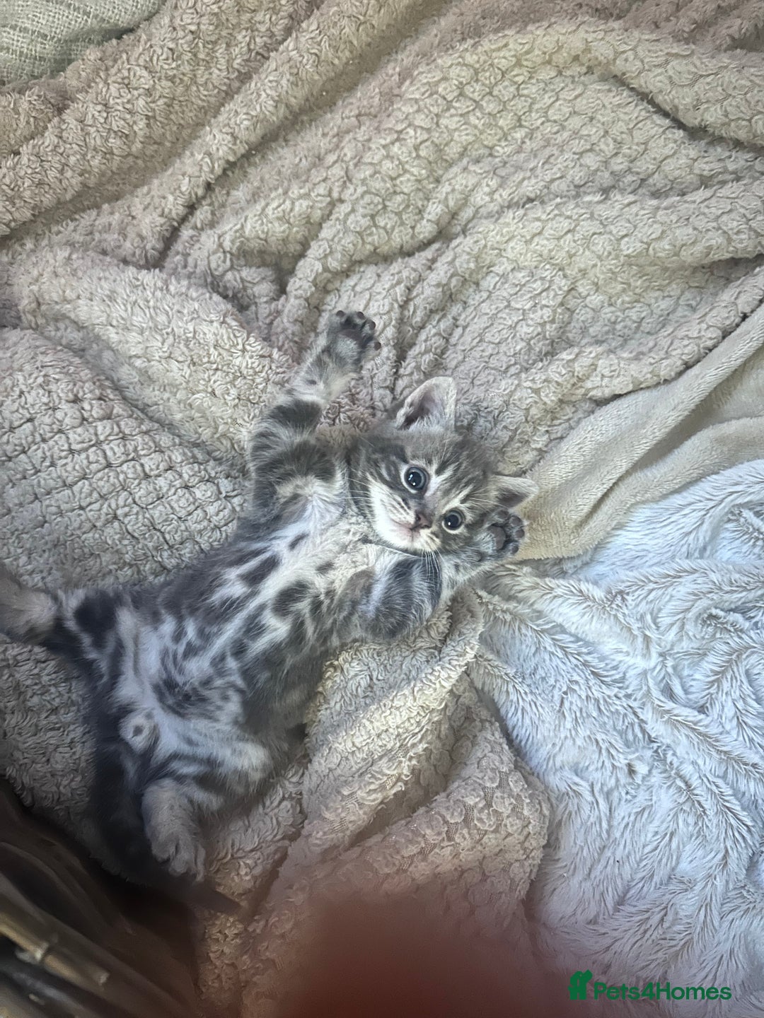 Mixed Breed cats for sale: 3 little grey cuties  - Advert 10