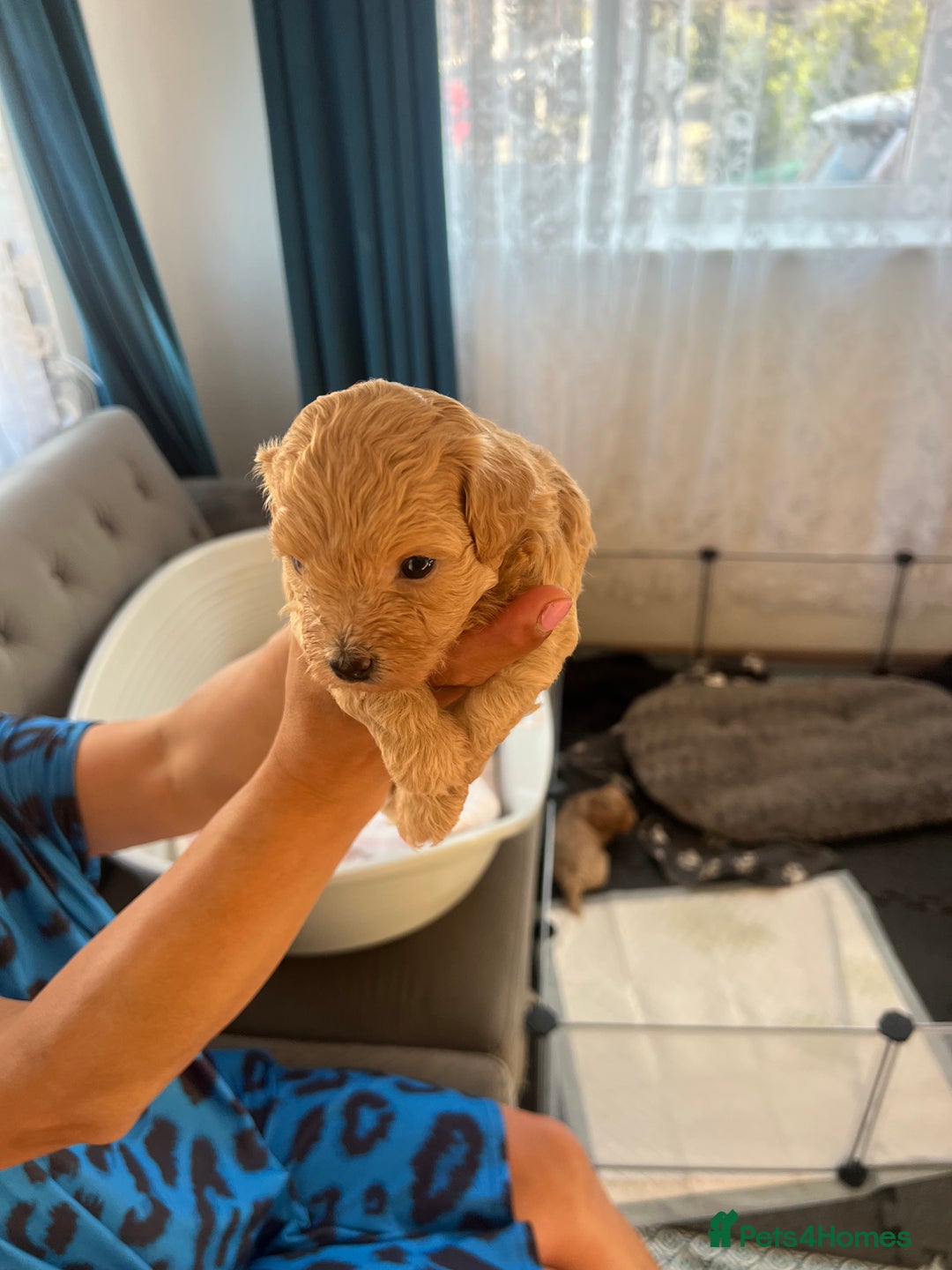 Maltipoo dogs for sale: Gorgeous Maltipoo Puppies - Image 21